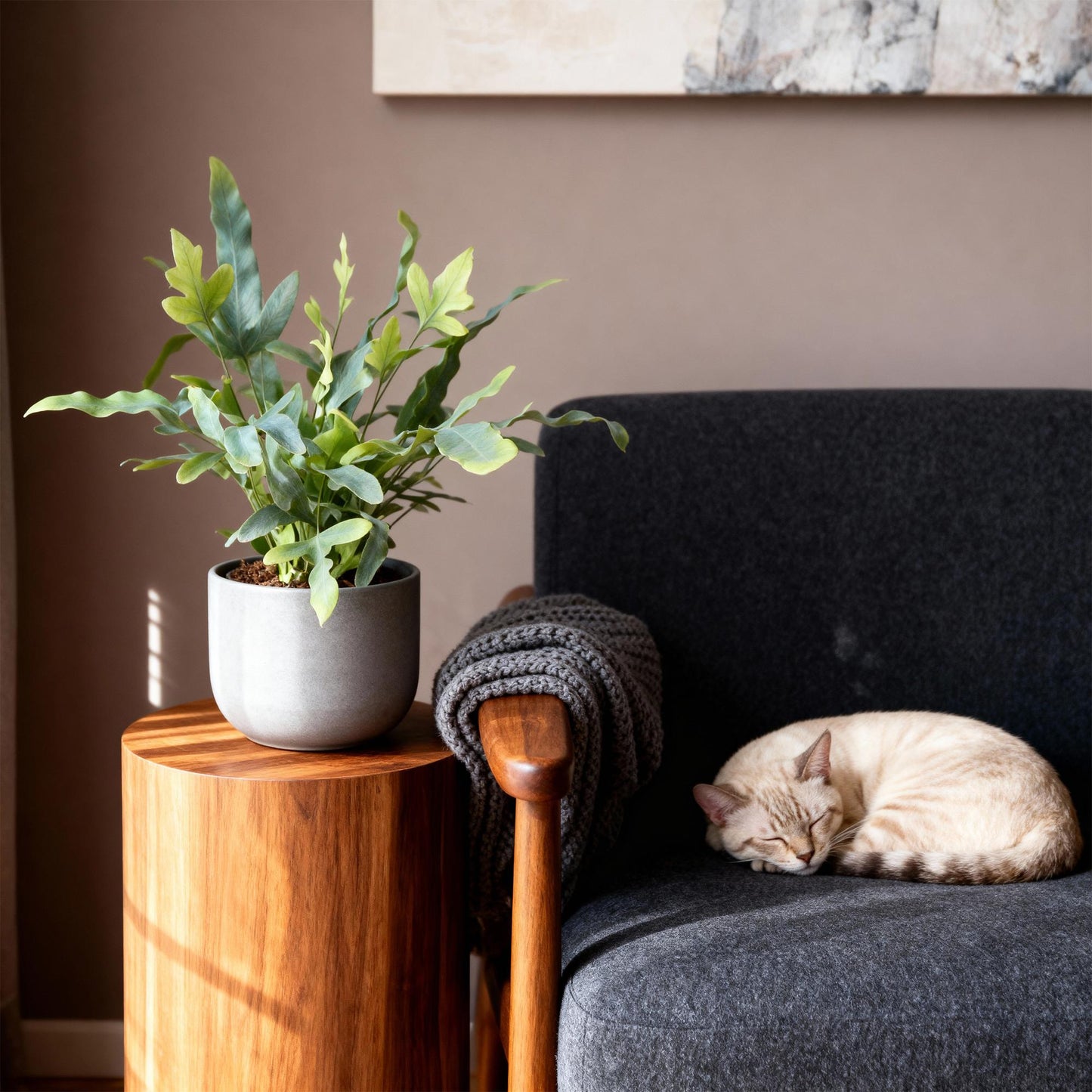 Phlebodium Aureum ‘Blue Star’ – Blauwvaren kamerplant