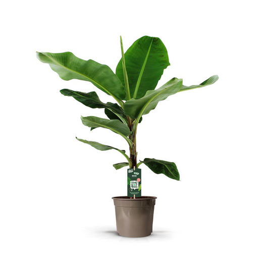 Musa Dwarf Cavendish – Bananenplant kamerplant
