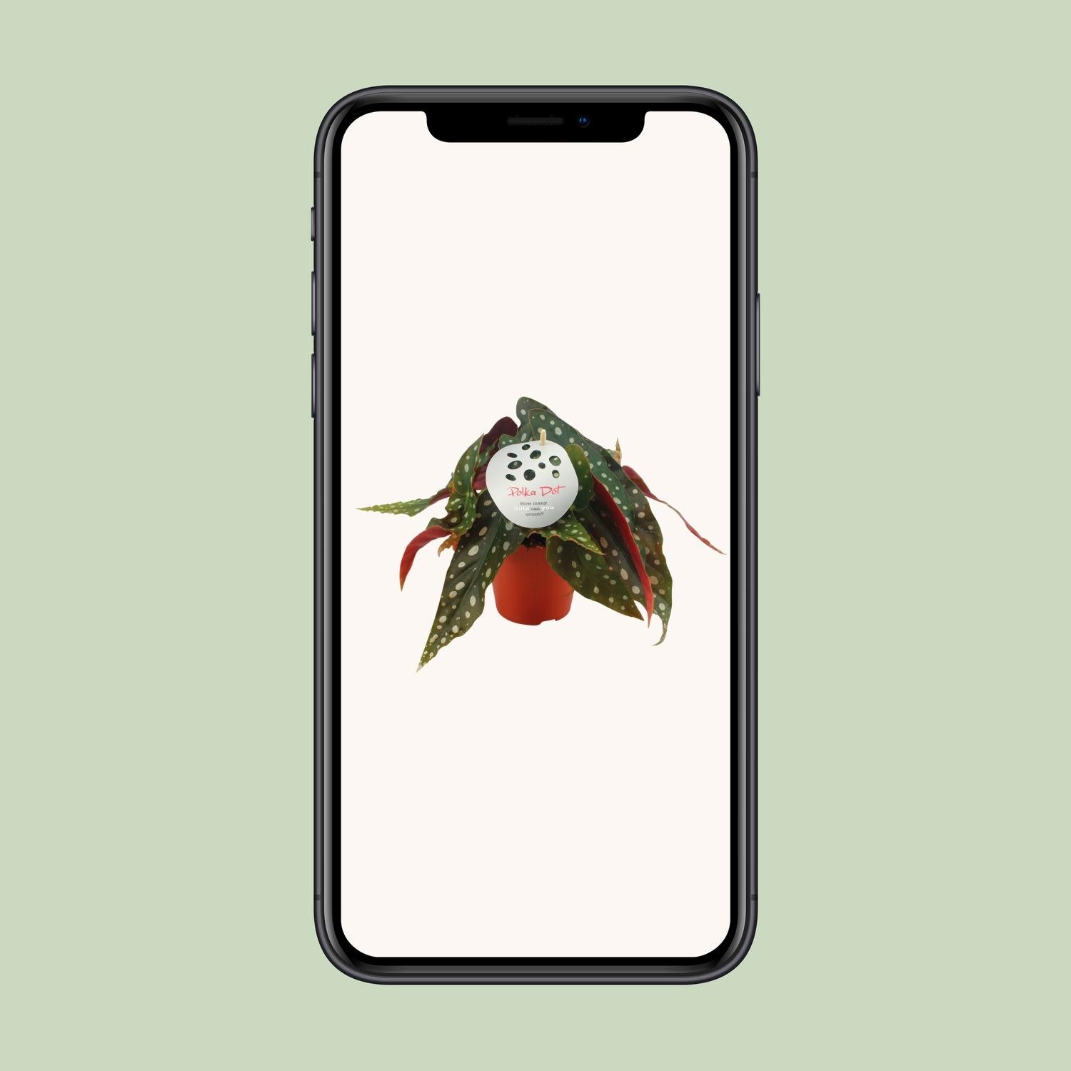 Begonia maculata – Stippenplant