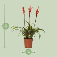 Vriesea Elan Toef - Ø12cm - ↕55cm