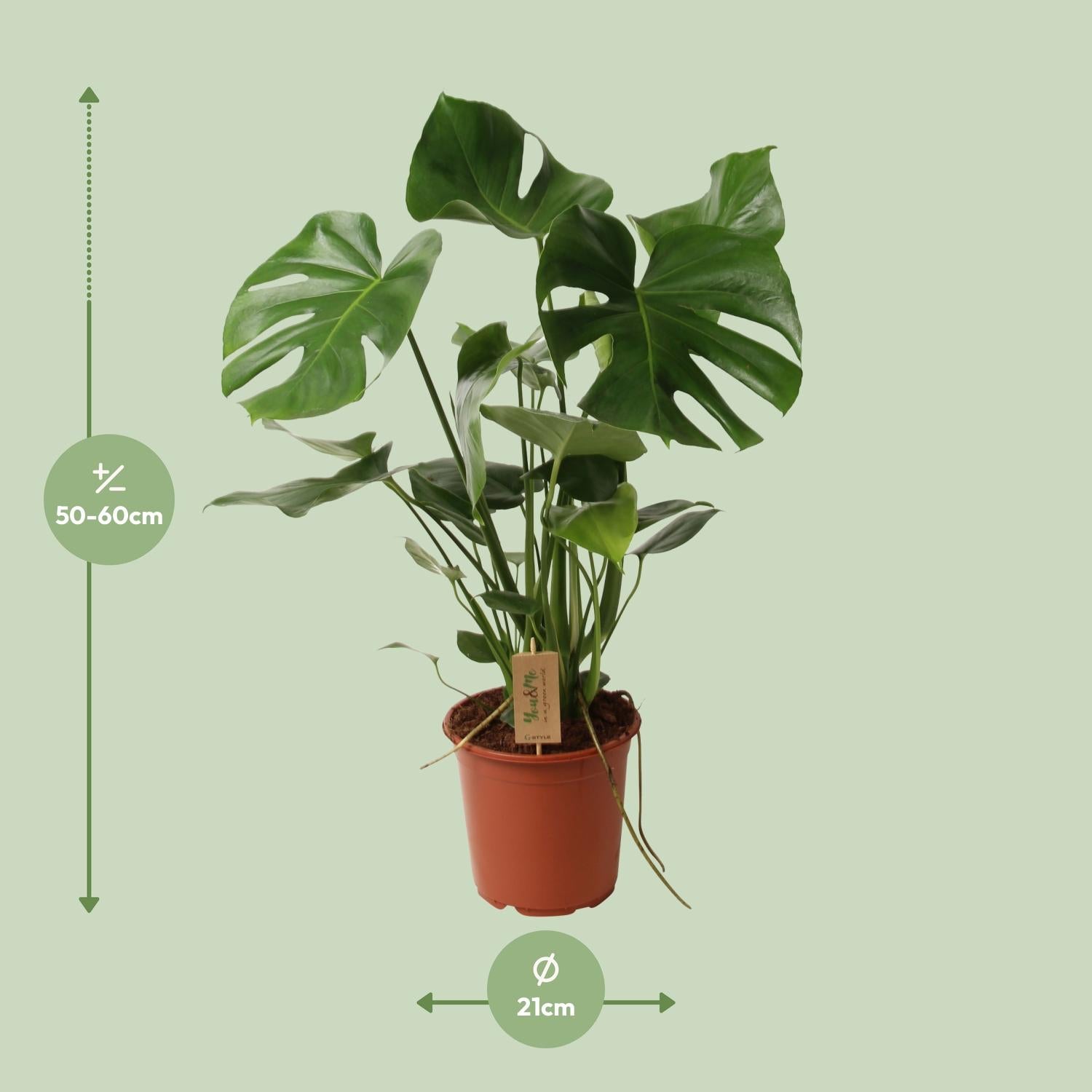 Monstera deliciosa – Gatenplant