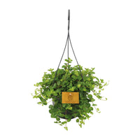 Peperomia Rotundifolia – Dwergpeperomia hangplant