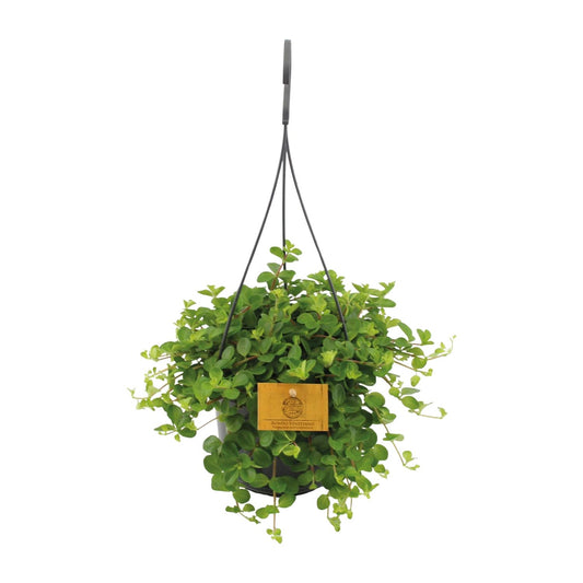 Peperomia Rotundifolia – Dwergpeperomia hangplant