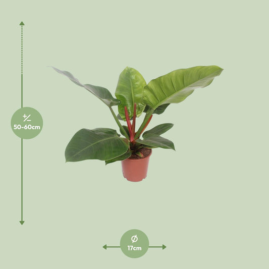 Philodendron Imperial Green – Philodendron kamerplant