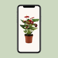 Anthurium – Flamingoplant Ø12 35-45 cm