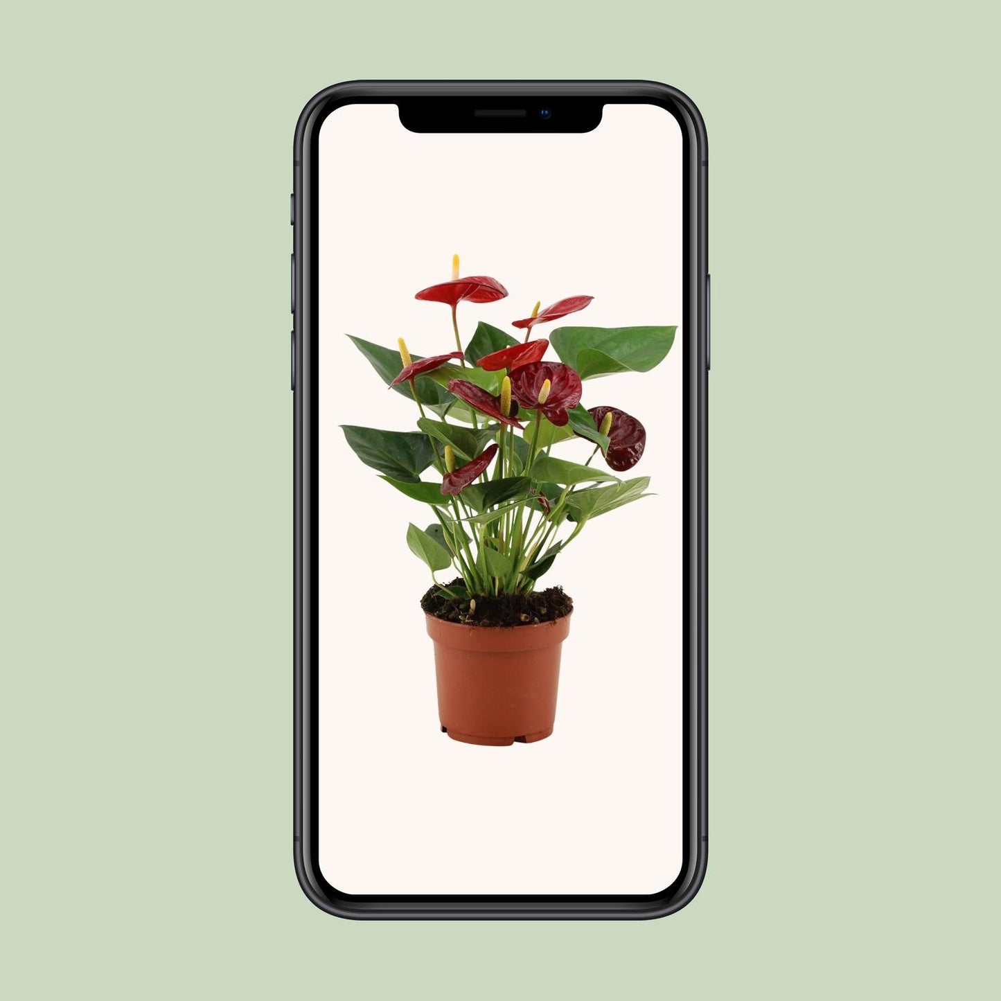 Anthurium – Flamingoplant Ø12 35-45 cm