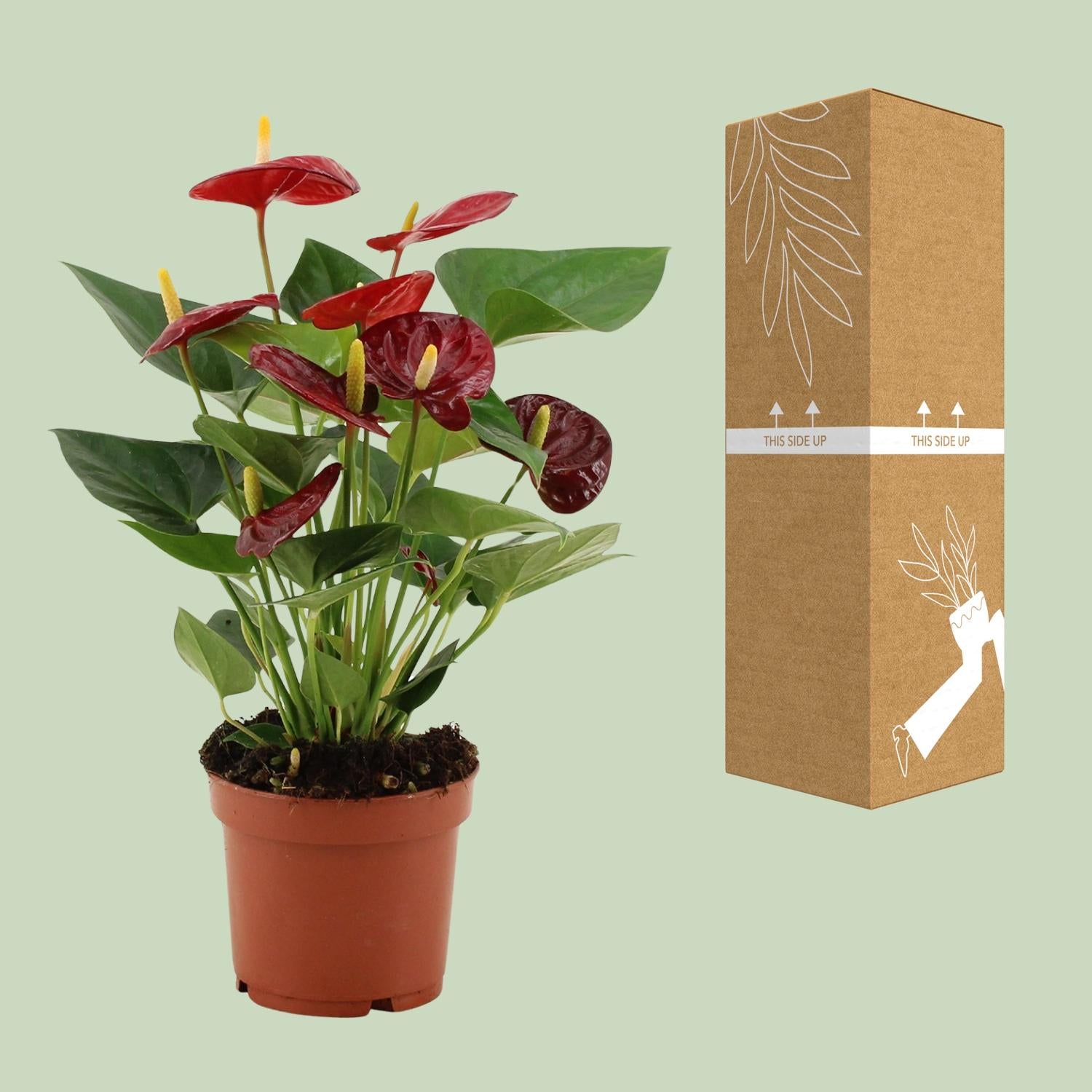 Anthurium – Flamingoplant Ø12 35-45 cm