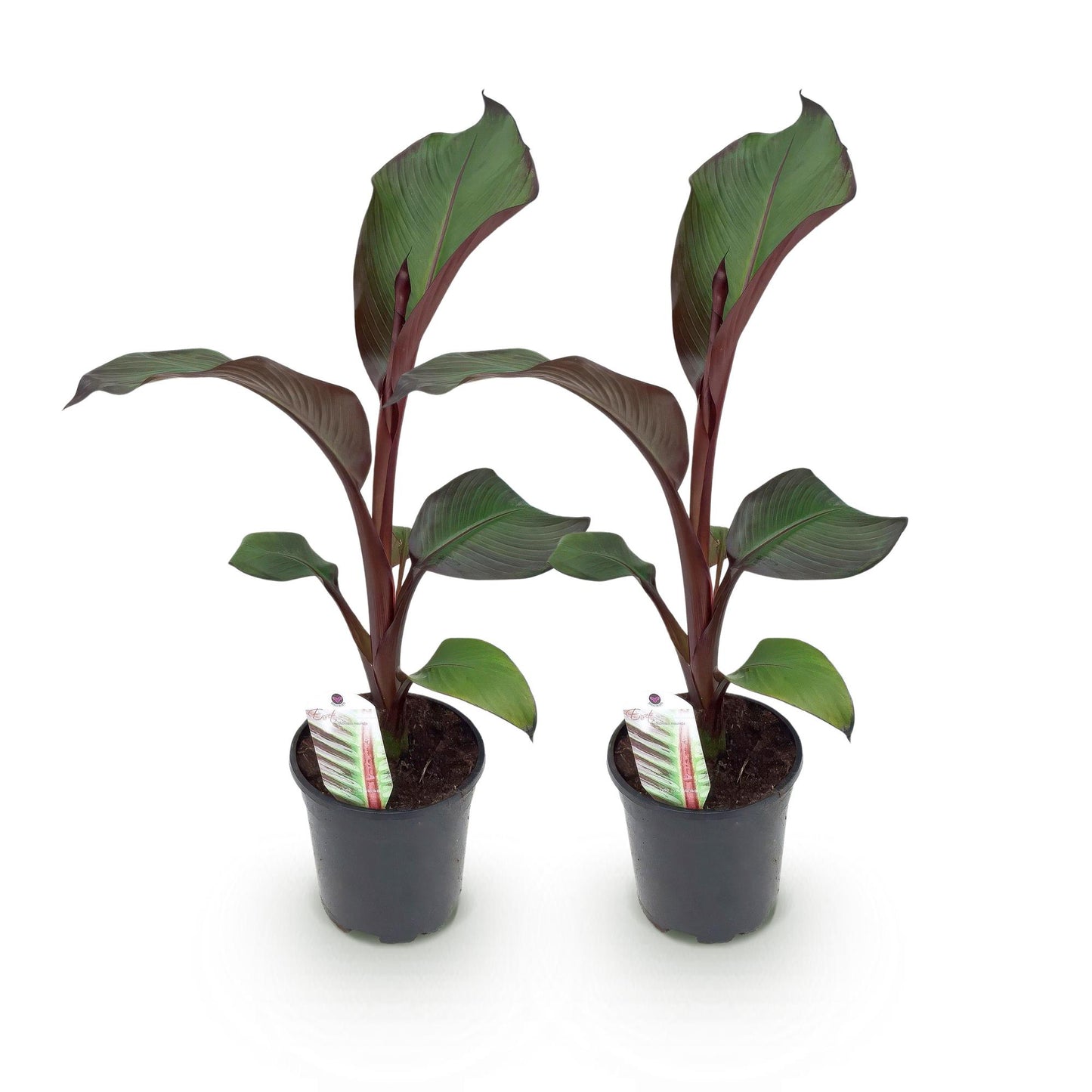 Green boutiQ - Fruitplant - Bananen plant - Ensete ventricosum Maurelli - Winterhard - 2 planten - Pot 17cm Hoogte 40cm