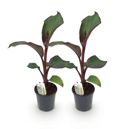 Green boutiQ - Fruitplant - Bananen plant - Ensete ventricosum Maurelli - Winterhard - 2 planten - Pot 17cm Hoogte 40cm