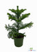 Araucaria - Ø14cm - ↕38cm