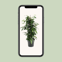 Ficus Benjamina – Treurvijg kamerplant