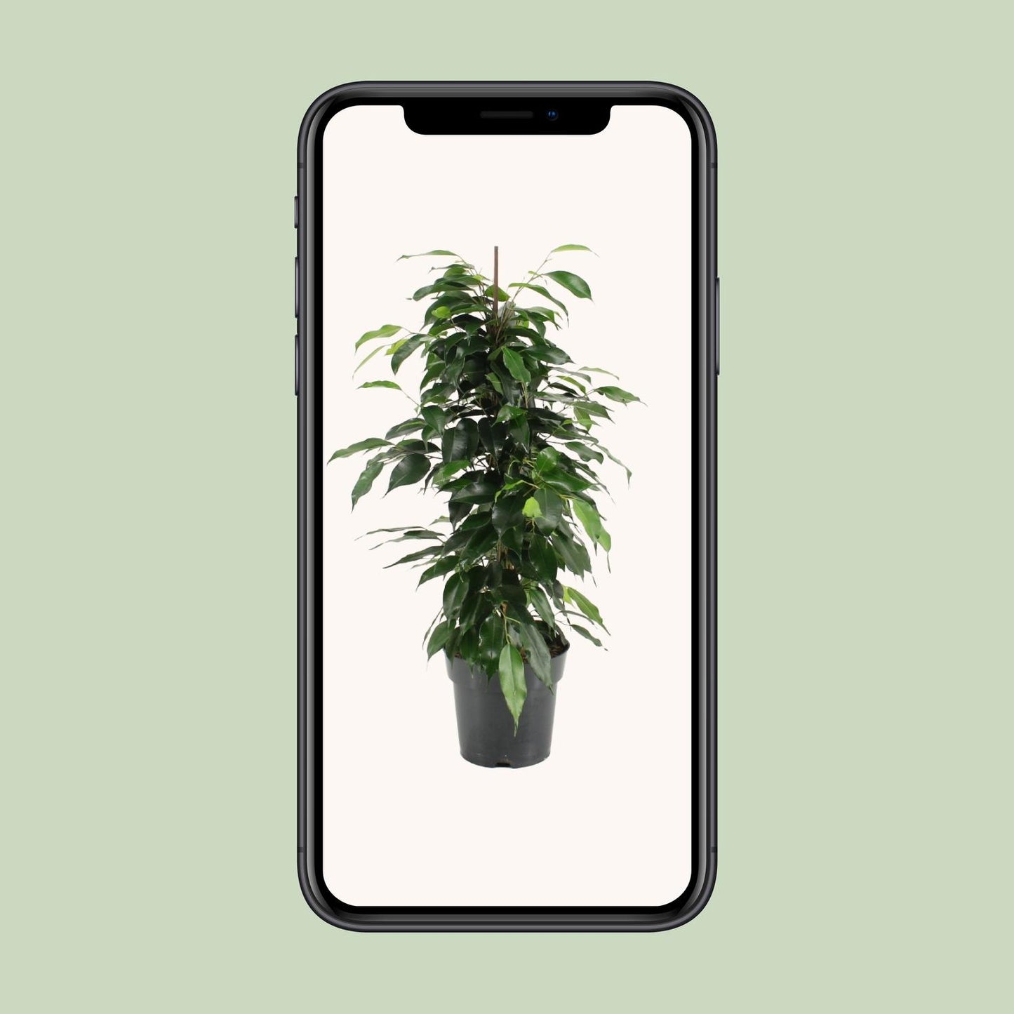Ficus Benjamina – Treurvijg kamerplant