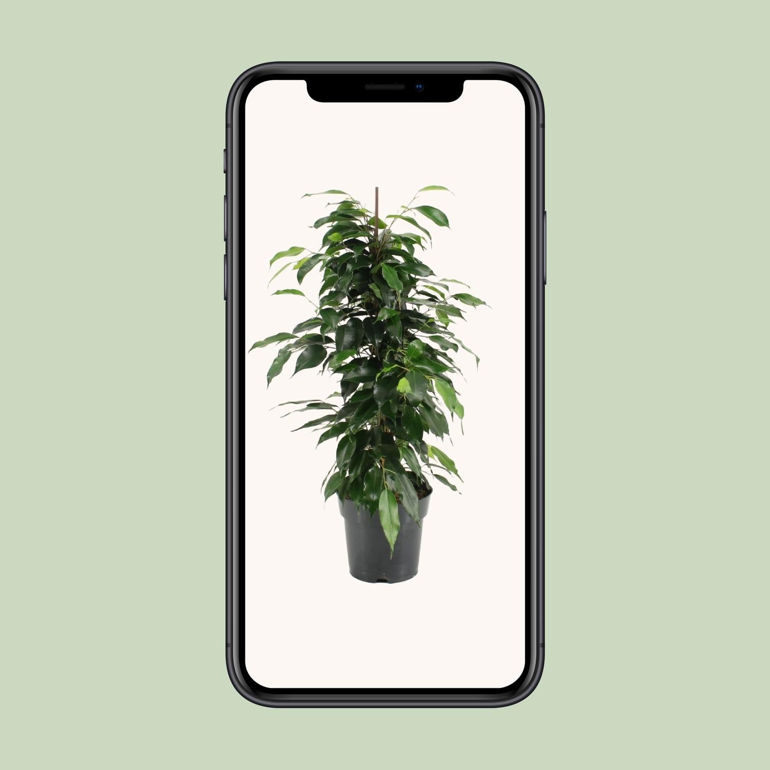 Ficus Benjamina – Treurvijg kamerplant