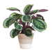 Calathea Medaillon met Lissabon mand wit - 65cm - Ø19