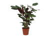 Calathea Compactstar - 90 cm - Ø21cm