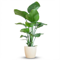 Strelitzia Nicolai – Paradijsvogelplant kamerplant