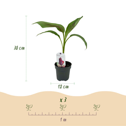 Green boutiQ - Fruitplant - Bananen plant - Musa sikkemensis Red Tiger - Winterhard - 2 planten - Pot 12cm Hoogte 30cm