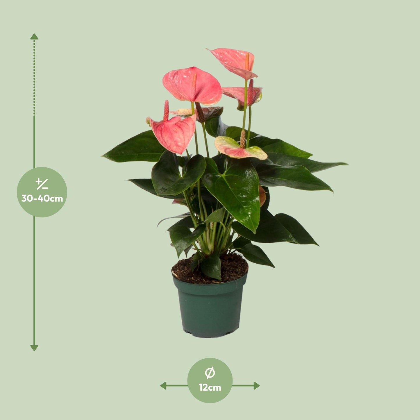 Anthurium – Flamingoplant Ø12 35-45 cm