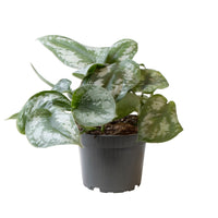 Scindapsus Pictus – Zilverrank kamerplant