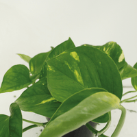 Scindapsus Aureum – Scindapsus kamerplant