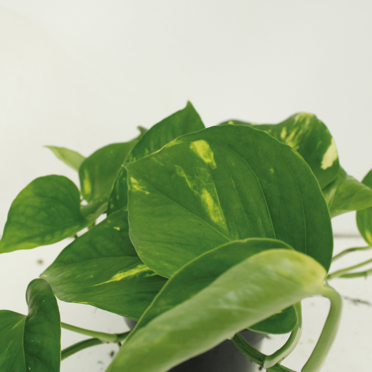 Scindapsus Aureum – Scindapsus kamerplant