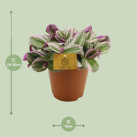 Tradescantia nanouk – Vaderplant kamerplant