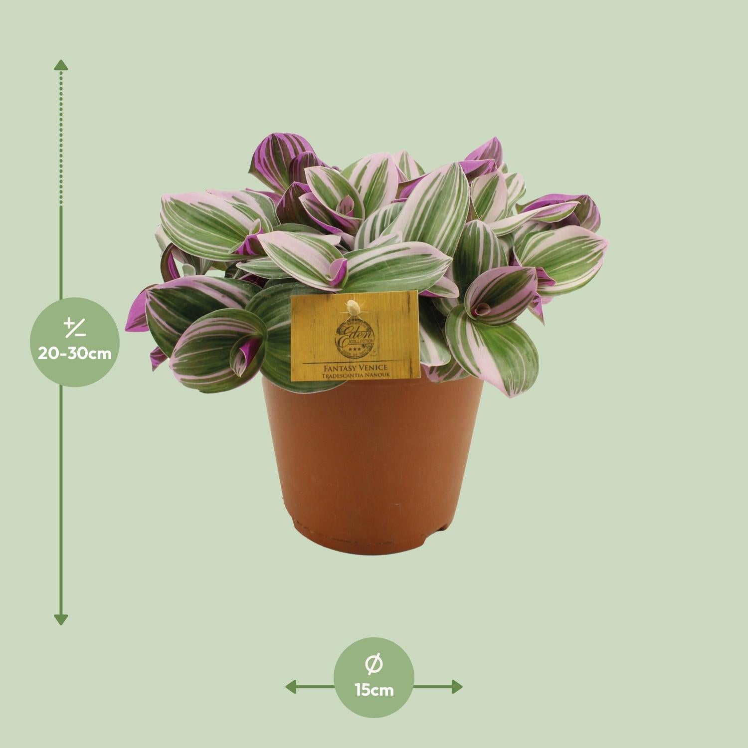 Tradescantia nanouk – Vaderplant kamerplant