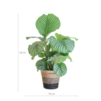 Calathea Orbifolia met Lissabon mand zwart - 65cm - Ø21