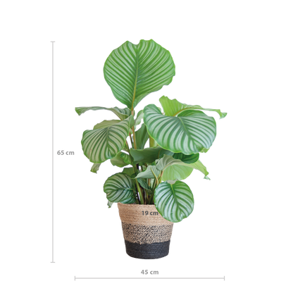 Calathea Orbifolia met Lissabon mand zwart - 65cm - Ø21
