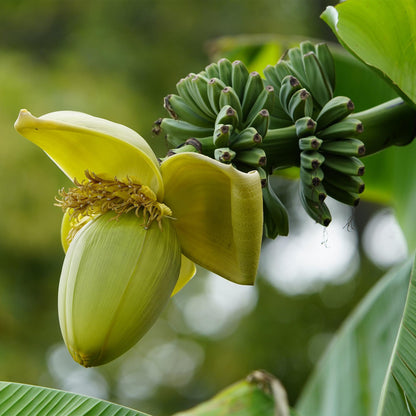Green boutiQ - Fruitplant - Bananen plant - Musa Basjoo - Winterhard - 2 planten - Pot 17cm Hoogte 40cm