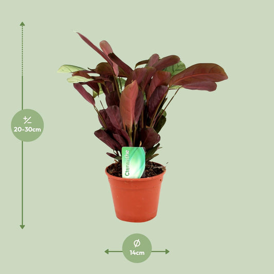 Calathea Ctenanthe – Pauwenplant kamerplant