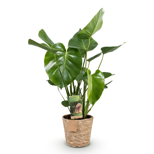 Monstera deliciosa – Gatenplant