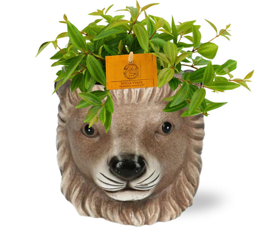 Peperomia ‘Ang. Rocca Vivac’ – Dwergpeperomia kamerplant