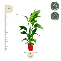 Strelitzia Nicolai - 70-90 cm - ø17
