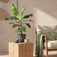 Musa Dwarf Cavendish – Bananenplant kamerplant