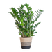 Zamioculcas Zamiifolia met Mand Lissabon zwart - 80cm - Ø21