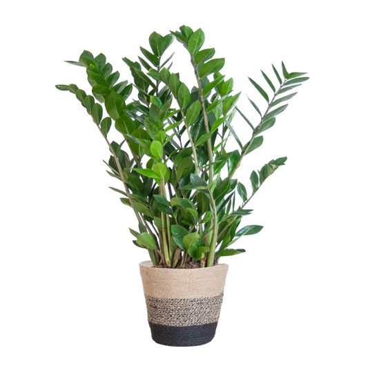 Zamioculcas Zamiifolia met Mand Lissabon zwart - 80cm - Ø21