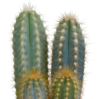 Cactus mix 10.5 cm - 3x - 12cm zonder pot
