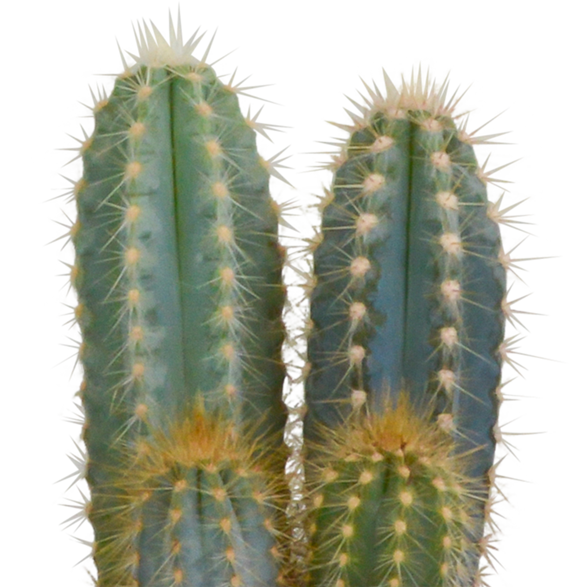 Cactus mix 10.5 cm - 3x - 12cm zonder pot