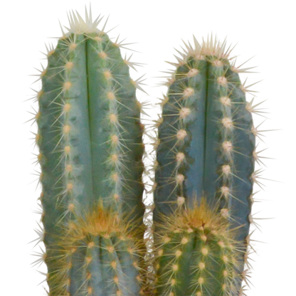 Cactus mix 10.5 cm - 3x - 12cm zonder pot