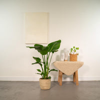 Strelitzia Nicolai – Paradijsvogelplant kamerplant
