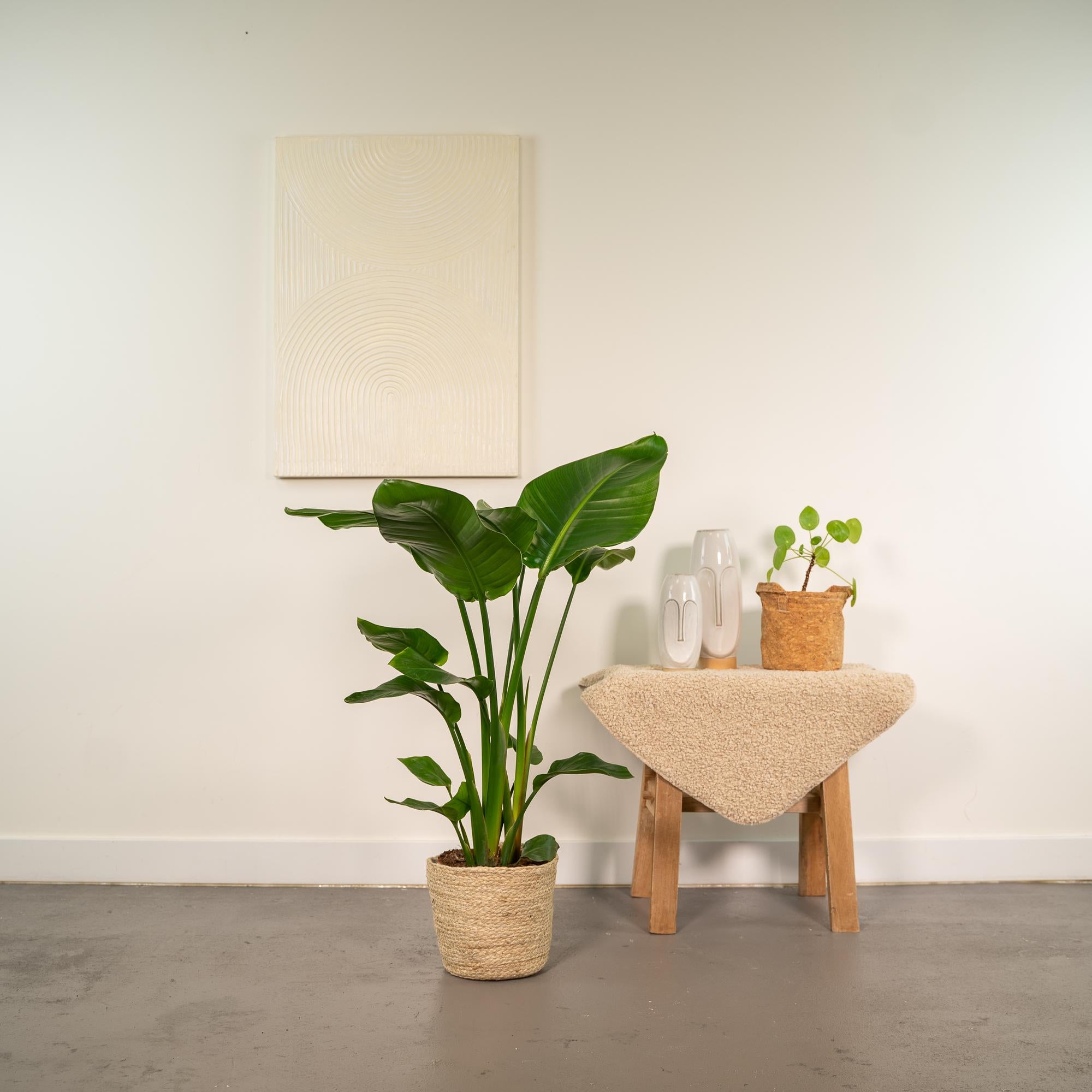 Strelitzia Nicolai – Paradijsvogelplant kamerplant