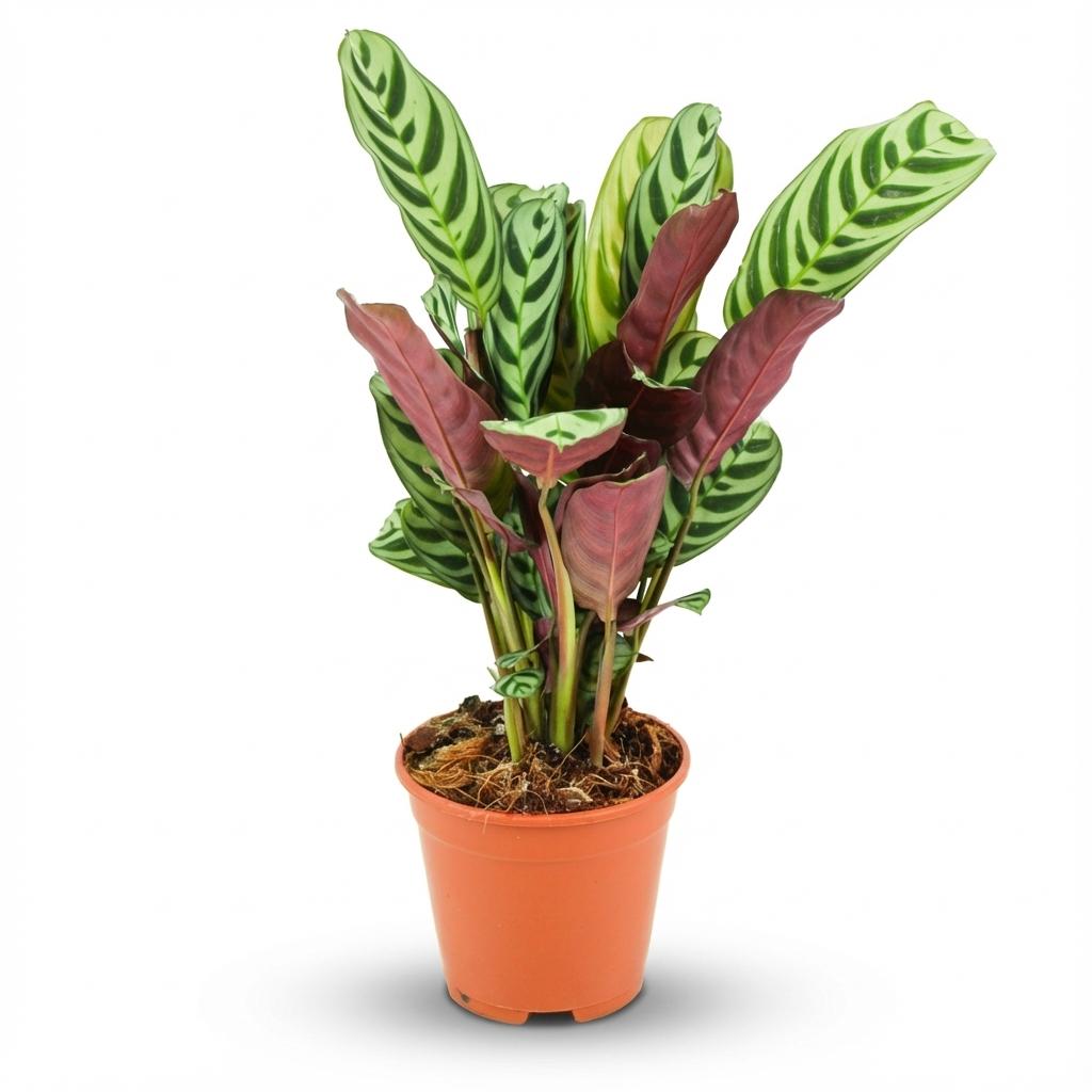 Ctenanthe burle-marxii – Visgraatplant