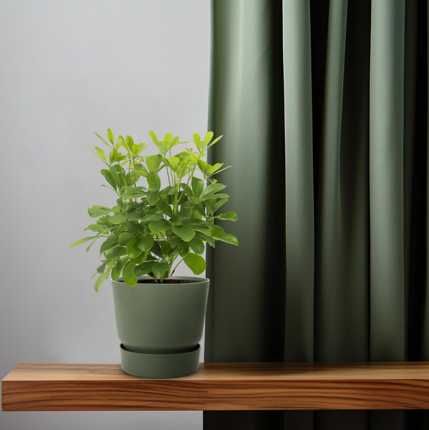 Schefflera Arboricola – Vingersboom kamerplant