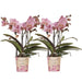 Phalaenopsis ‘Treviso’ – Ø9cm – ↕25-35cm COMBI DEAL met  2 planten