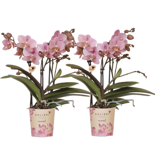 Phalaenopsis ‘Treviso’ – Ø9cm – ↕25-35cm COMBI DEAL met  2 planten
