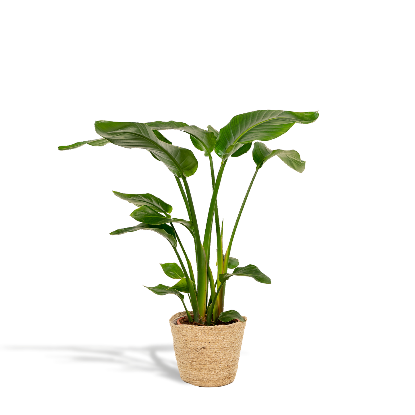 Strelitzia Nicolai – Paradijsvogelplant kamerplant
