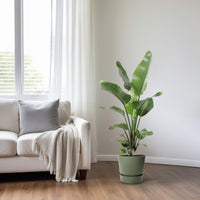 Strelitzia Nicolai – Paradijsvogelplant kamerplant