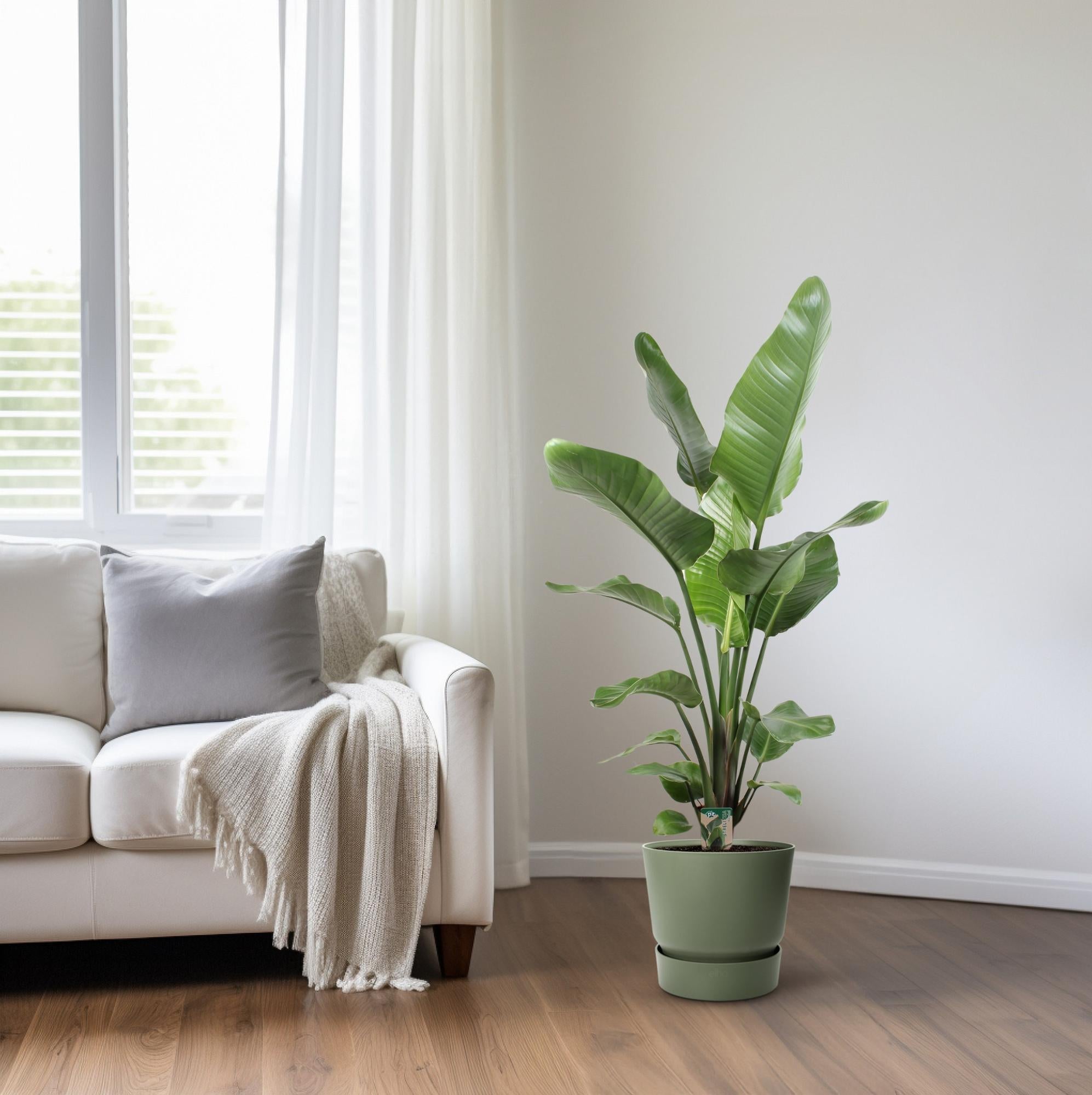 Strelitzia Nicolai – Paradijsvogelplant kamerplant