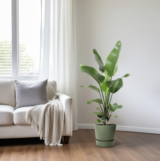 Strelitzia Nicolai – Paradijsvogelplant kamerplant